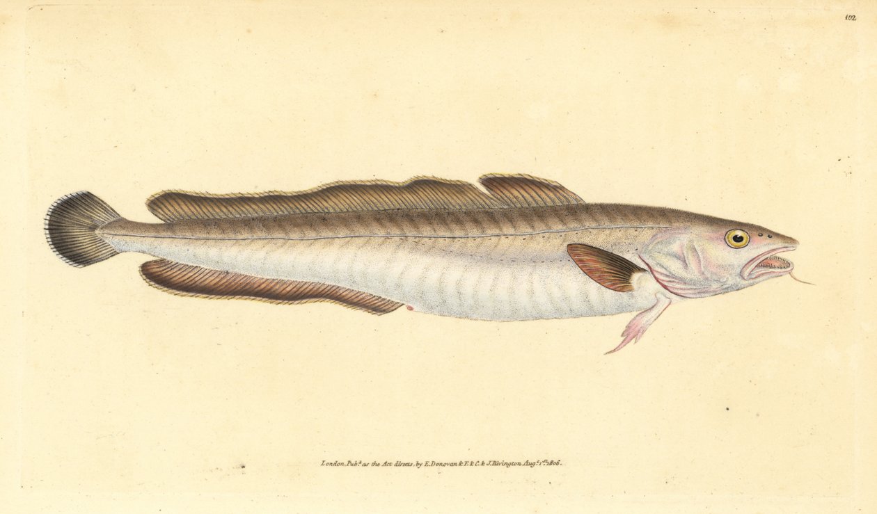 Leng, Molva molva (Gadus molva) door Edward Donovan