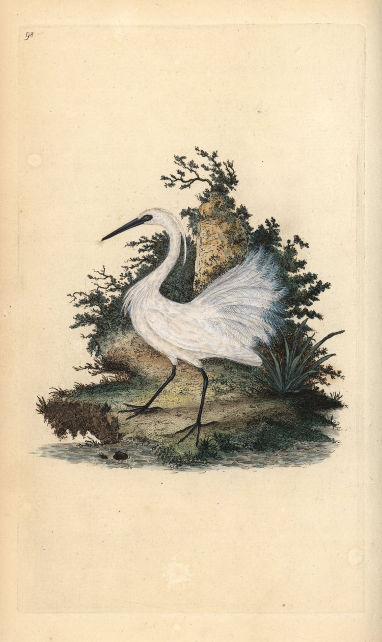 Kleine zilverreiger, Egreta garzetta. Handgekleurde koperplaat getekend en gegraveerd door Edward Donovan uit zijn eigen “Natural History of British Birds,” Londen door Edward Donovan