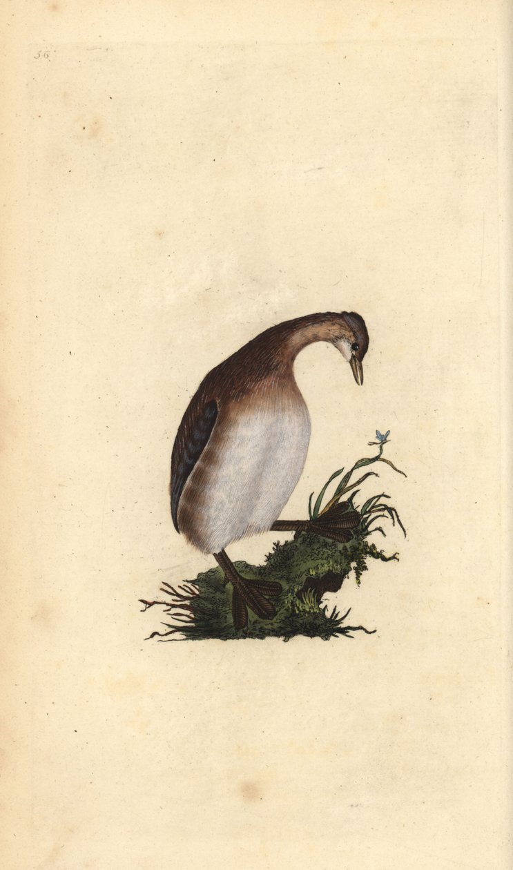 Dodaars, Tachybaptus ruficollis. Handgekleurde kopergravure getekend en gegraveerd door Edward Donovan uit zijn Natural History of British Birds, Londen door Edward Donovan