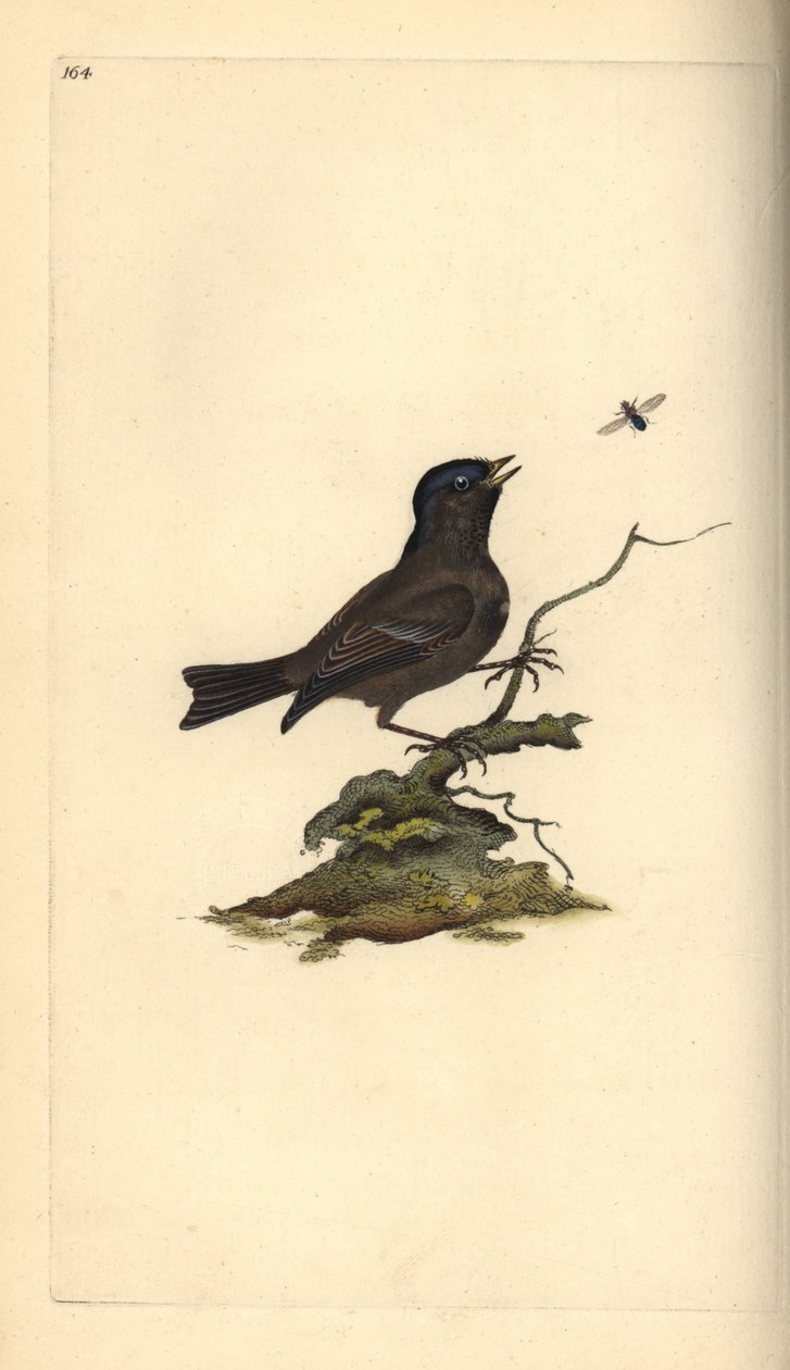 Glanskop, Poecile palustris. Handgekleurde kopergravure getekend en gegraveerd door Edward Donovan uit zijn Natural History of British Birds, Londen door Edward Donovan