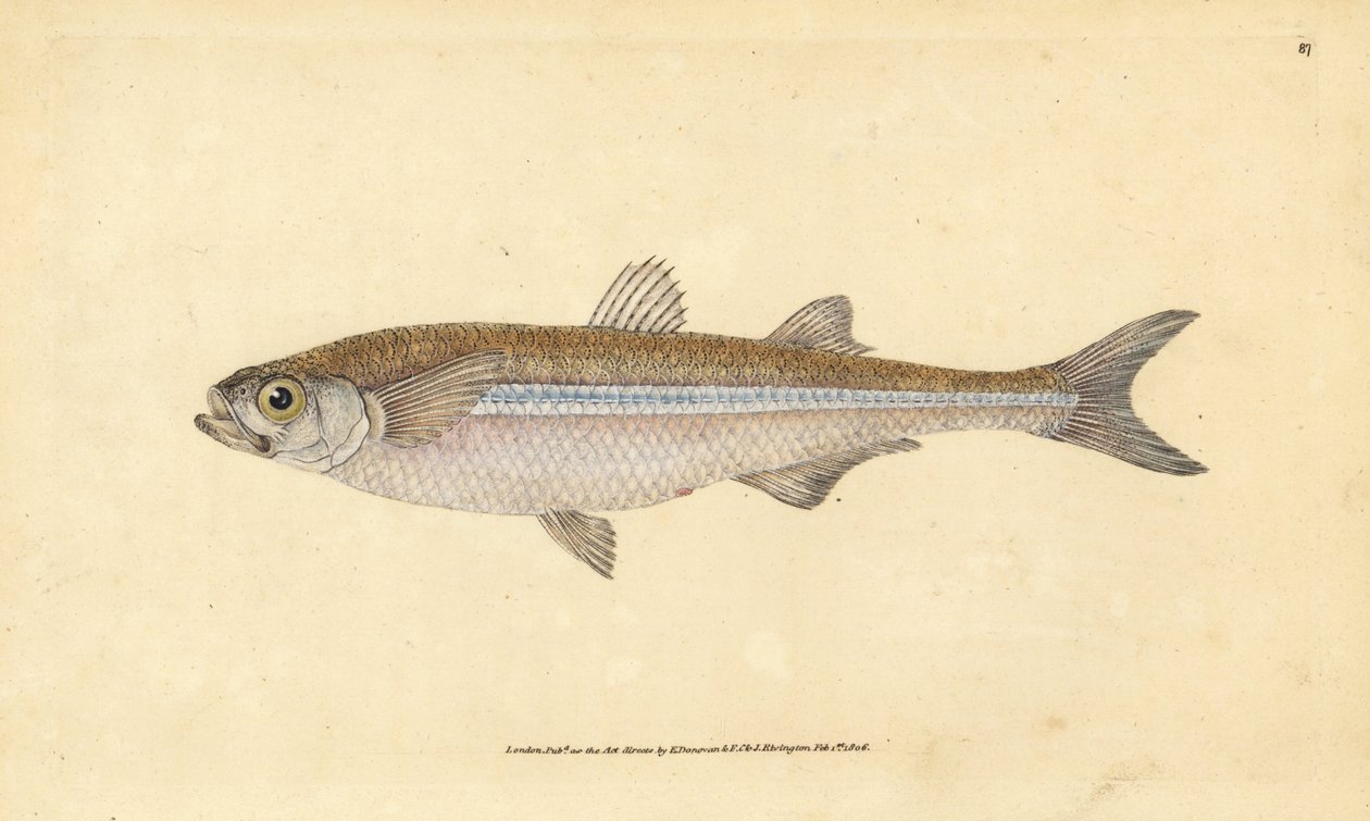 Middellandse Zee zandgrondel of Europese atherine, Atherina hepsetus. Handgekleurde kopergravure getekend en gegraveerd door Edward Donovan uit zijn Natural History of British Fishes, Donovan en F.C. en J. Rivington, Londen door Edward Donovan