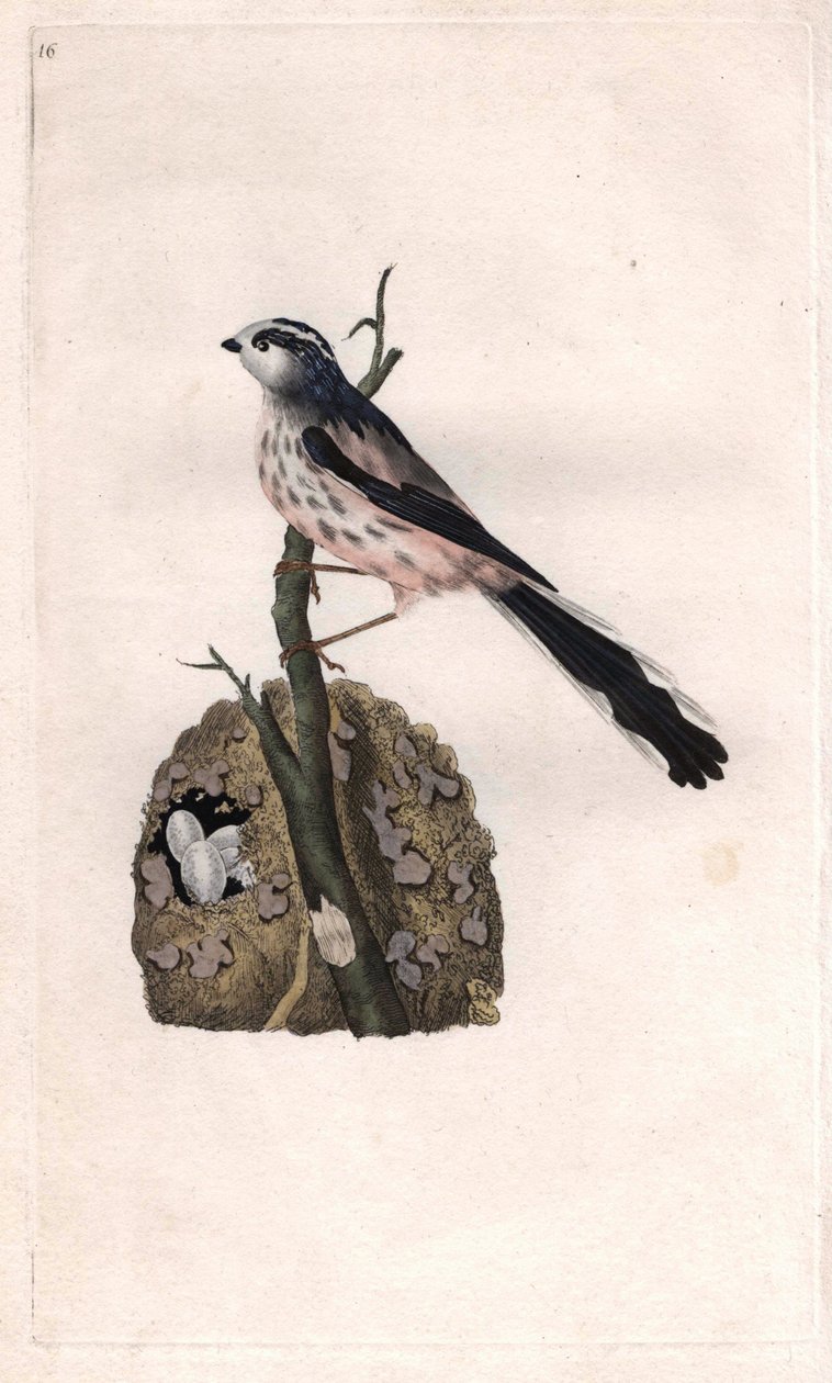 Staartmees. Aegithalos caudatus. Kopergravure door Edward Donovan (1768-1837), gepubliceerd in Histoire naturelle des oiseaux britanniques, Londen door Edward Donovan