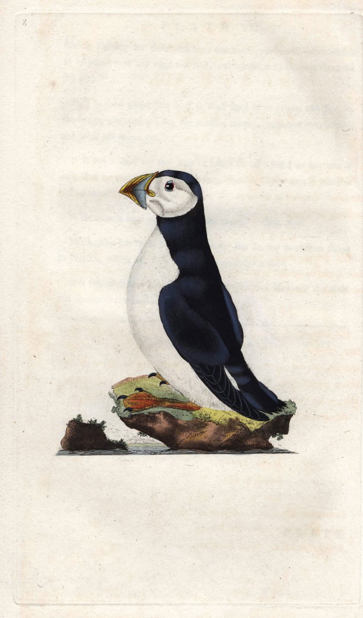 Monnikspuffin. Fratercula arctica (Alca arctica). Kopergravure door Edward Donovan (1768-1837), gepubliceerd in Histoire naturelle des oiseaux britanniques, Londen door Edward Donovan