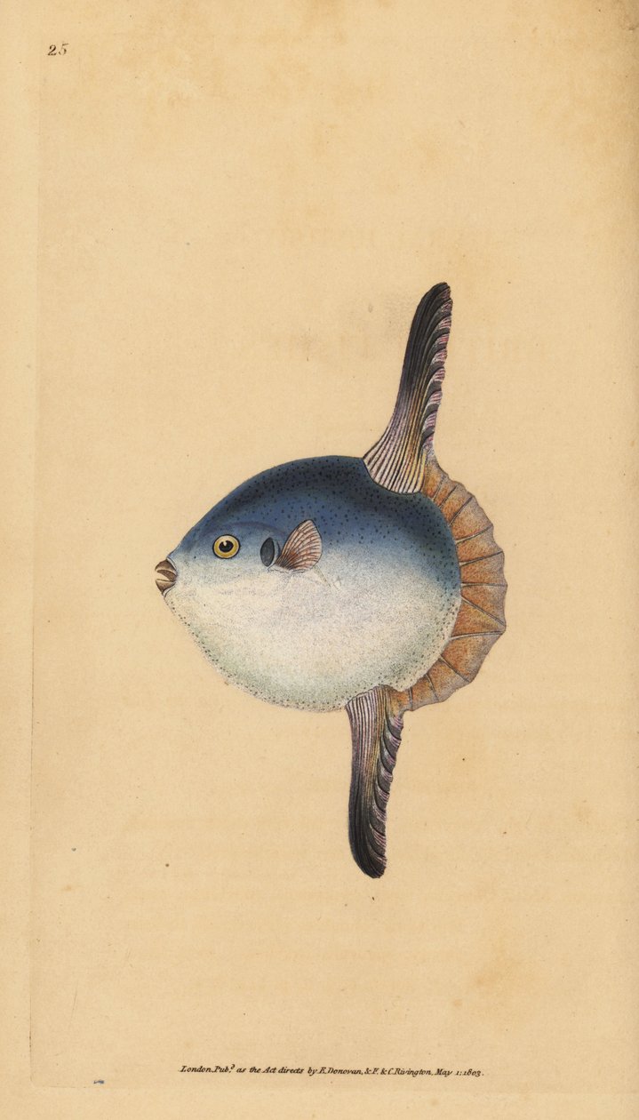 Zonnevis, Mola mola. Kwetsbaar. Handgekleurde kopergravure getekend en gegraveerd door Edward Donovan uit zijn Natural History of British Fishes, Donovan en F.C. en J. Rivington, Londen door Edward Donovan