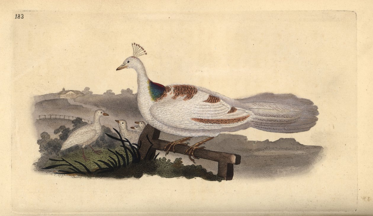 Pauw, Pavo cristatus, vrouwtje met jongen door Edward Donovan