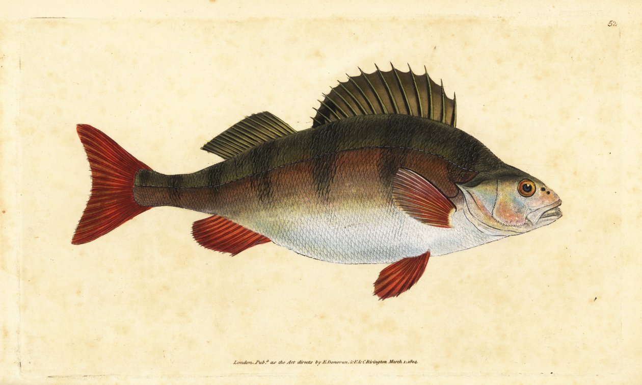 Baars, Perca fluviatilis. Handgekleurde koperplaat getekend en gegraveerd door Edward Donovan uit zijn Natural History of British Fishes, Donovan en F.C. en J. Rivington, Londen door Edward Donovan