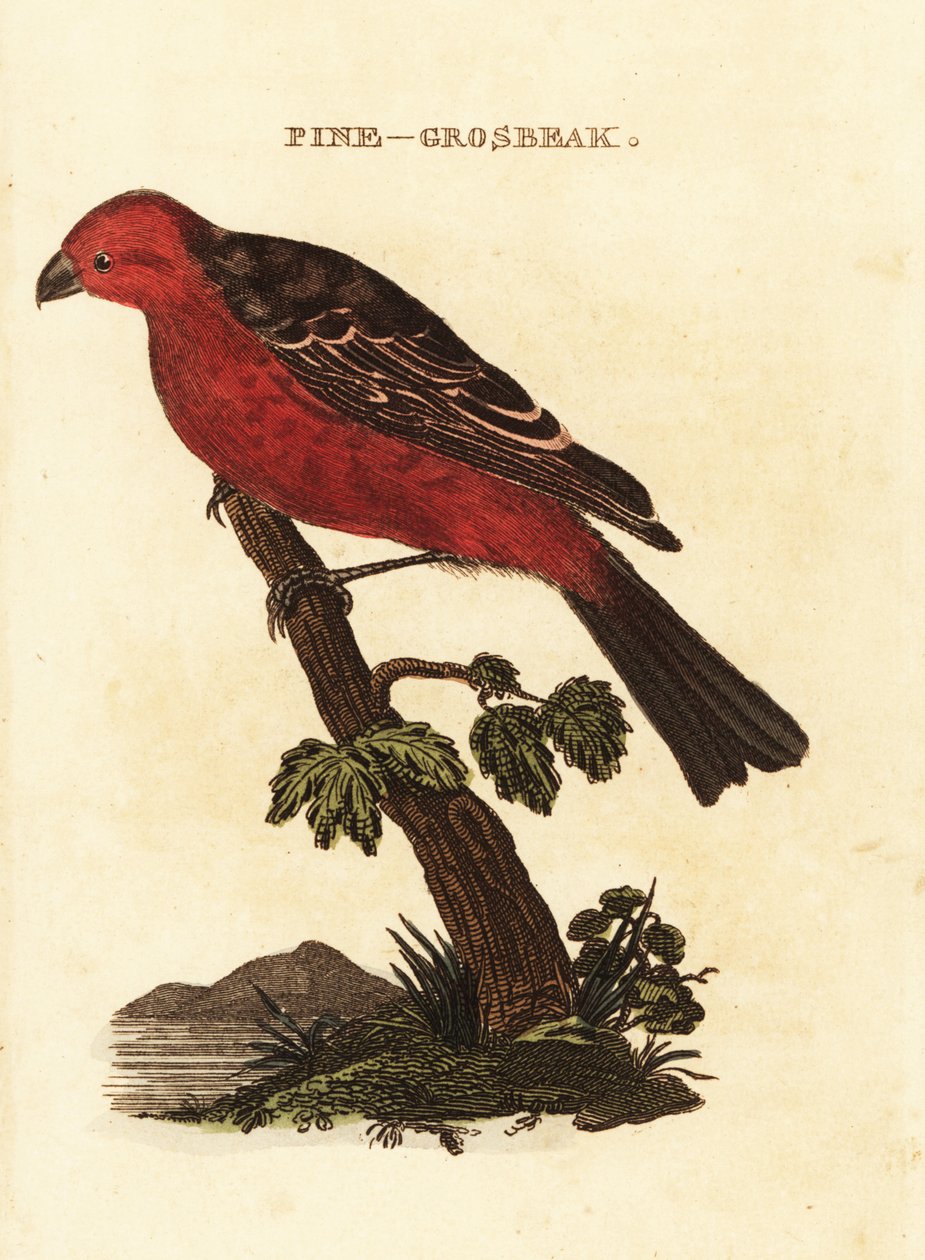 Haakbek, Pinicola enucleator door Edward Donovan