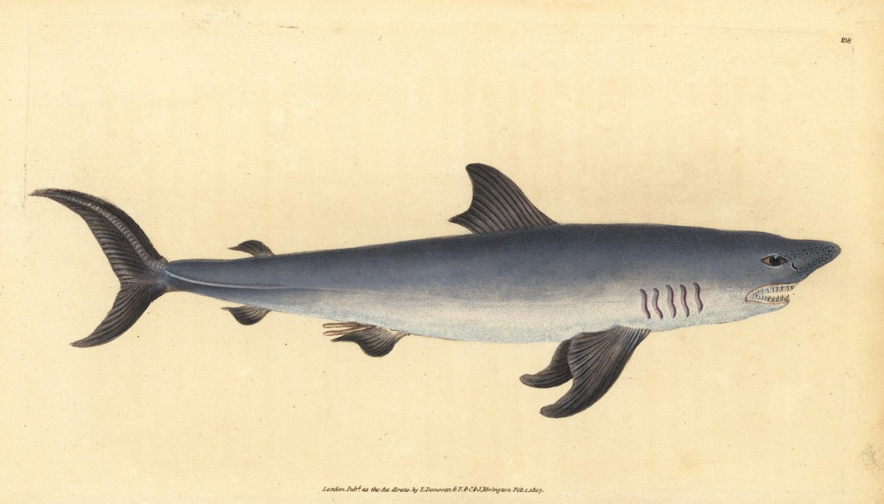 Haringhaai, Lamna nasus. Kwetsbaar. (Haringhaai, Squalus cornubicus) door Edward Donovan