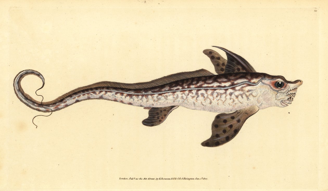 Konijnvis of zeemonster, Chimaera monstrosa. Bijna bedreigd. Handgekleurde koperplaat getekend en gegraveerd door Edward Donovan uit zijn Natural History of British Fishes, Donovan en F.C. en J. Rivington, Londen door Edward Donovan