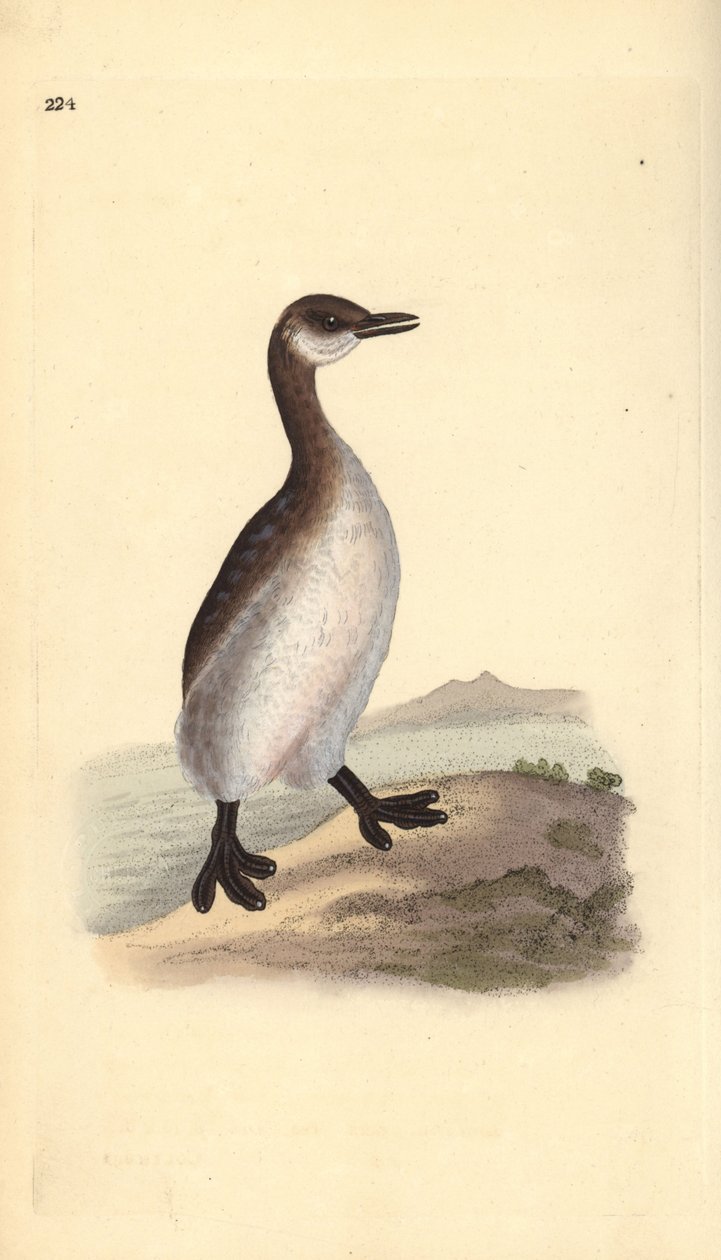 Roodhalsfuut (vrouwelijk), Podiceps grisegena door Edward Donovan