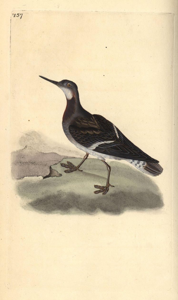 Roodhalsfalarope, Phalaropus lobatus door Edward Donovan