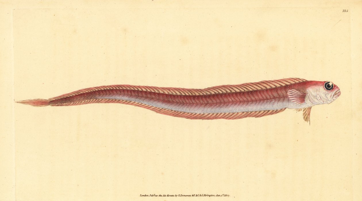 Rode bandvis, Cepola macrophthalma door Edward Donovan