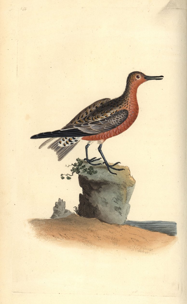 Kanoet, Calidris canutus. Handgekleurde koperplaat getekend en gegraveerd door Edward Donovan uit zijn eigen Natural History of British Birds, Londen door Edward Donovan