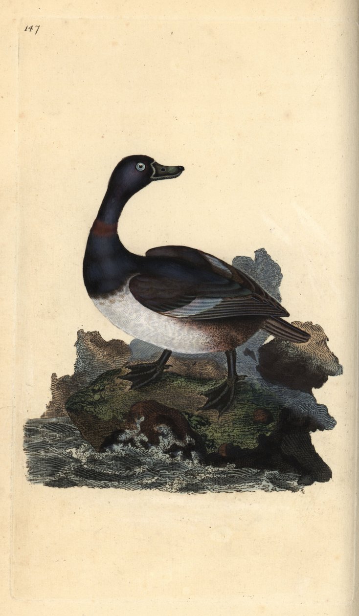 Ringnek eend, Aythya collaris. Handgekleurde koperplaat getekend en gegraveerd door Edward Donovan uit zijn Natural History of British Birds, Londen door Edward Donovan