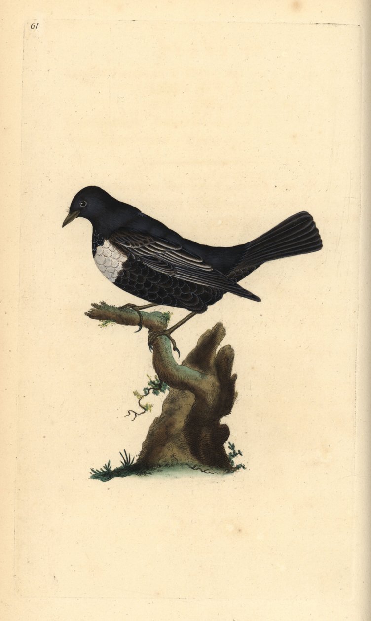 Beflijster, Turdus torquatus. Handgekleurde kopergravure getekend en gegraveerd door Edward Donovan uit zijn Natural History of British Birds, Londen door Edward Donovan