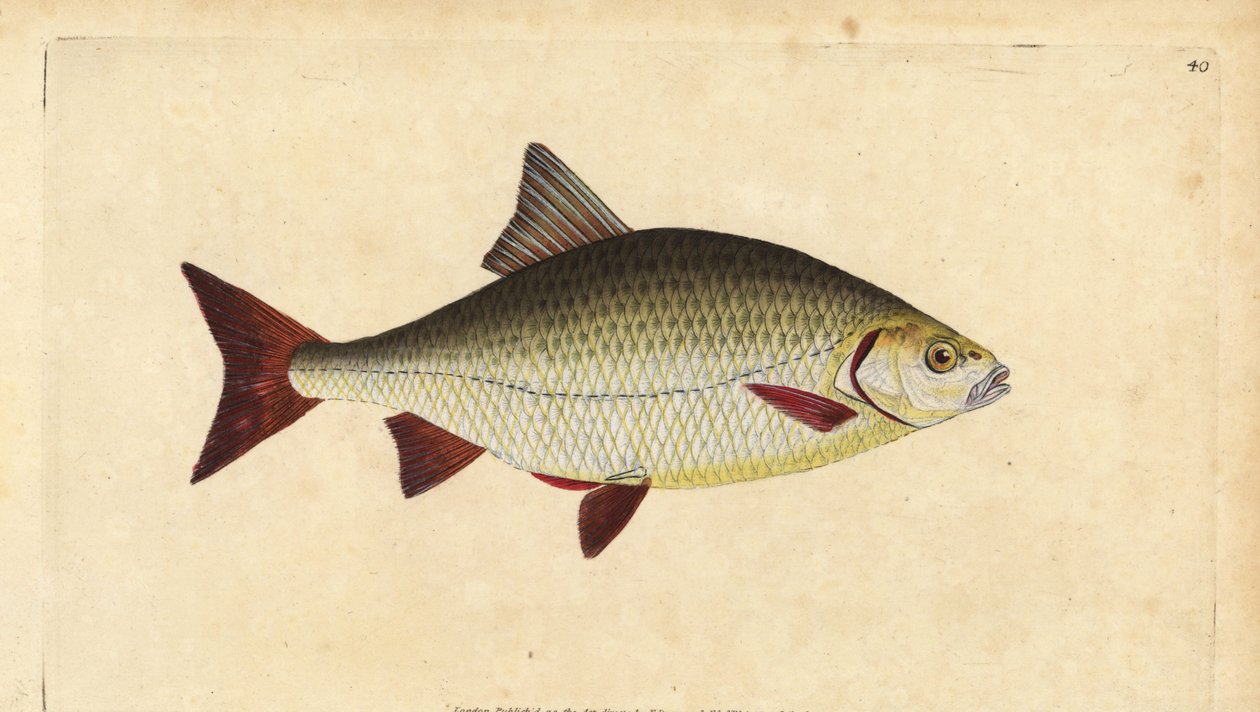 Ruisvoorn, Scardinius erythrophthalmus (Rode oog, Cyprinus erythrophthalmus). Handgekleurde kopergravure getekend en gegraveerd door Edward Donovan uit zijn Natural History of British Fishes, Donovan en F.C. en J. Rivington, Londen door Edward Donovan