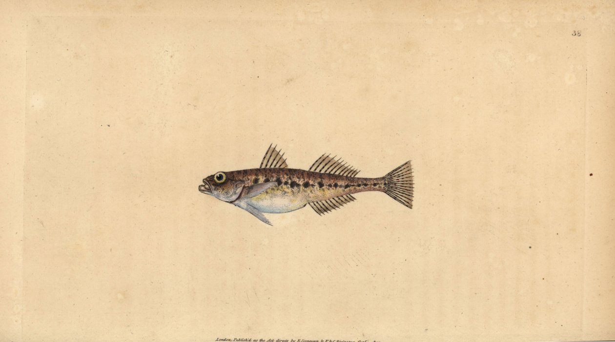 Zandgrondel, Pomatoschistus minutus (Gevlekte grondel, Gobius minutus). Handgekleurde kopergravure getekend en gegraveerd door Edward Donovan uit zijn Natural History of British Fishes, Donovan en F.C. en J. Rivington, Londen door Edward Donovan