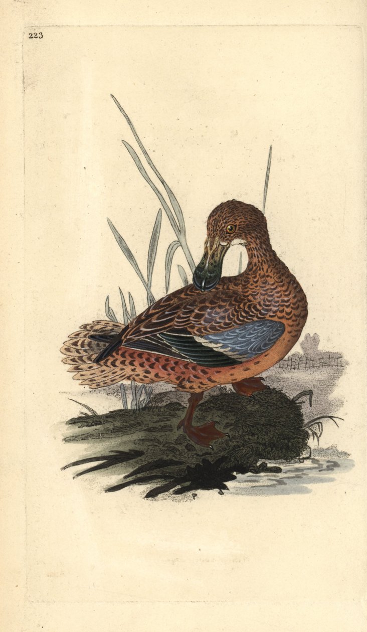 Slobeend (vrouwelijk), Anas clypeata. Handgekleurde koperplaat getekend en gegraveerd door Edward Donovan uit zijn eigen Natural History of British Birds, Londen door Edward Donovan
