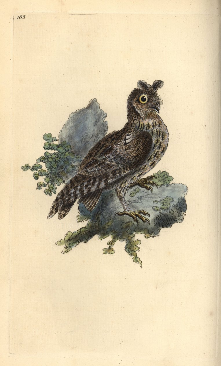 Kleine getekende of Siberische ooruil, Strix pulchella. (Dwergooruil, Otus scops?) Handgekleurde koperplaat getekend en gegraveerd door Edward Donovan uit zijn eigen Natural History of British Birds, Londen door Edward Donovan