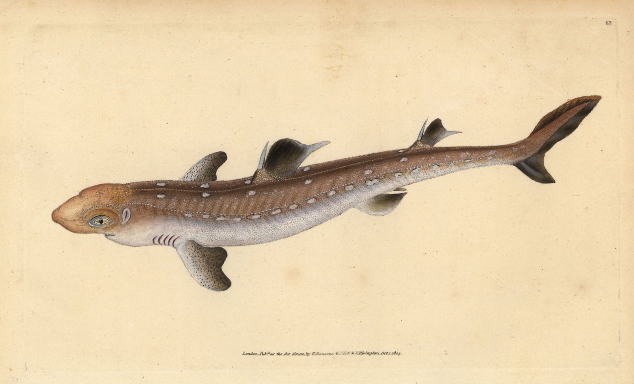Doornhaai, Squalus acanthias door Edward Donovan
