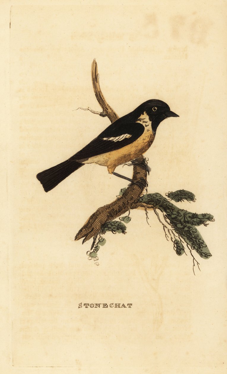 Roodborsttapuit, Saxicola rubicola door Edward Donovan