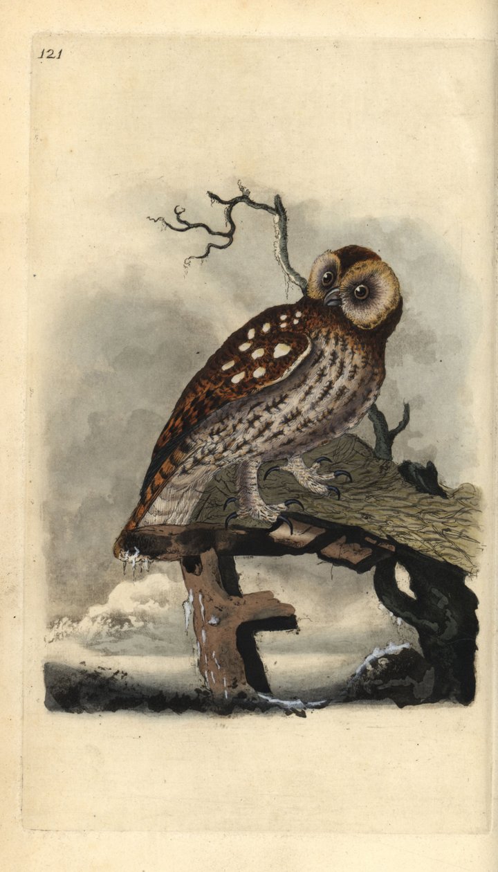 Bosuil, Strix aluco. Handgekleurde kopergravure getekend en gegraveerd door Edward Donovan uit zijn Natural History of British Birds, Londen door Edward Donovan