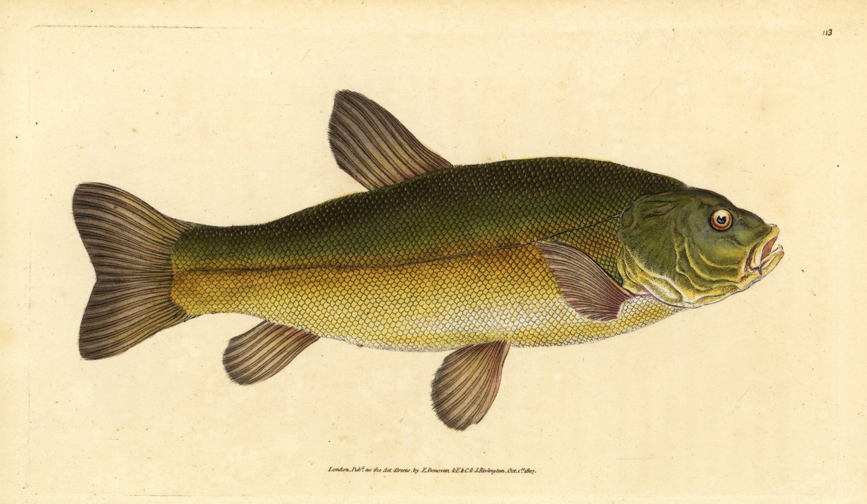 Zeelt, Tinca tinca. Handgekleurde kopergravure getekend en gegraveerd door Edward Donovan uit zijn Natural History of British Fishes, Donovan en F.C. en J. Rivington, Londen door Edward Donovan