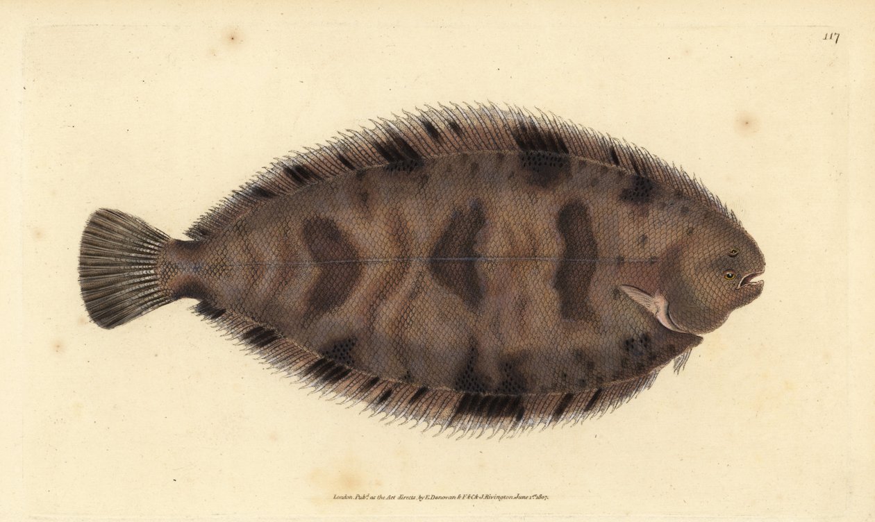 Dikrug schol, Microchirus variegatus (Bonte schol, Pleuronectes variegatus) door Edward Donovan