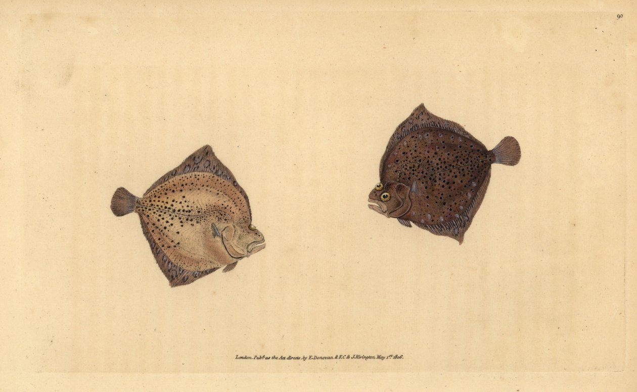 Tarbot, Scophthalmus maximus (Cyclops bot, Pleuronectes cyclops). Handgekleurde koperplaat getekend en gegraveerd door Edward Donovan uit zijn Natural History of British Fishes, Donovan en F.C. en J. Rivington, Londen door Edward Donovan