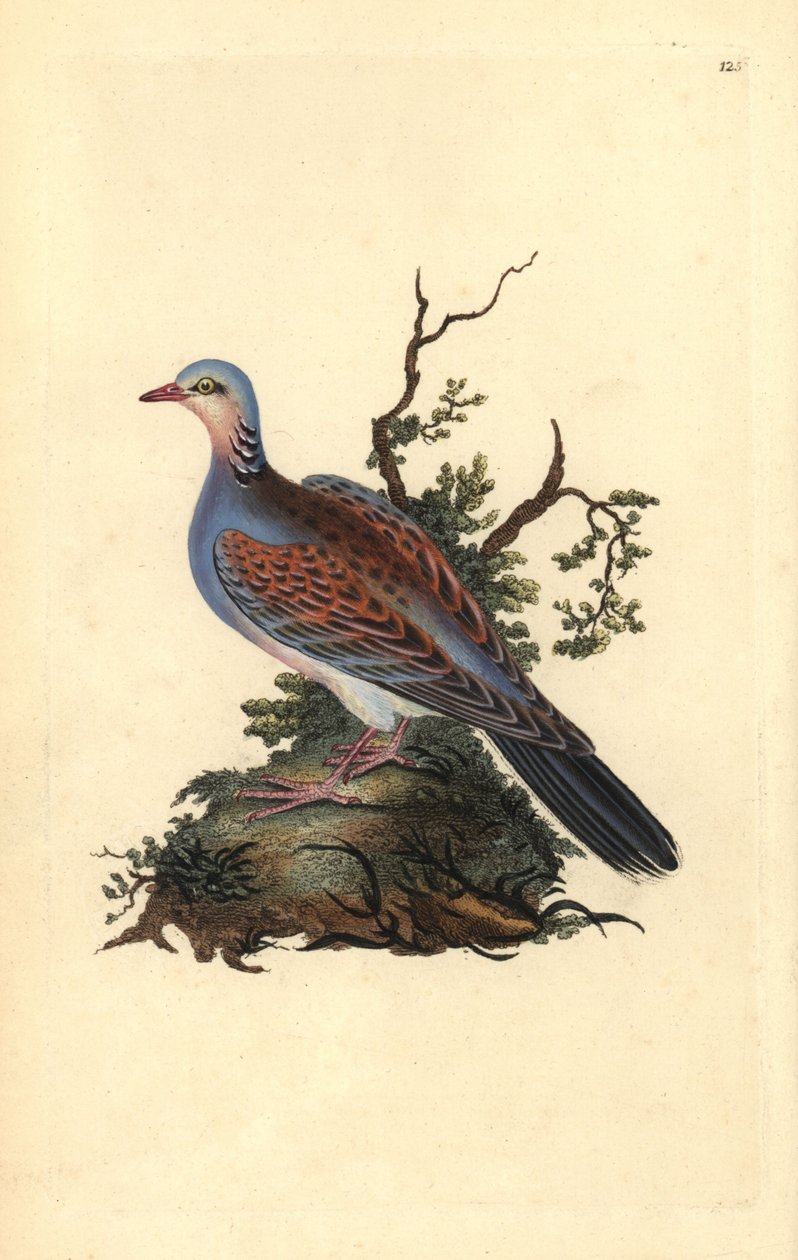 Tortelduif, Streptopelia turtur. Handgekleurde kopergravure getekend en gegraveerd door Edward Donovan uit zijn Natural History of British Birds (1794-1819) door Edward Donovan