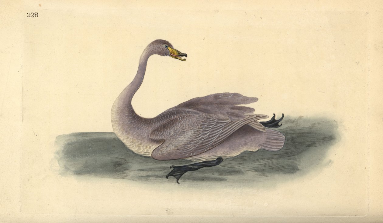 Wilde zwaan (onvolwassen), Cygnus cygnus, met verenkleed in overgangsfase naar wit. Handgekleurde koperplaat getekend en gegraveerd door Edward Donovan uit zijn eigen “Natural History of British Birds,” Londen door Edward Donovan