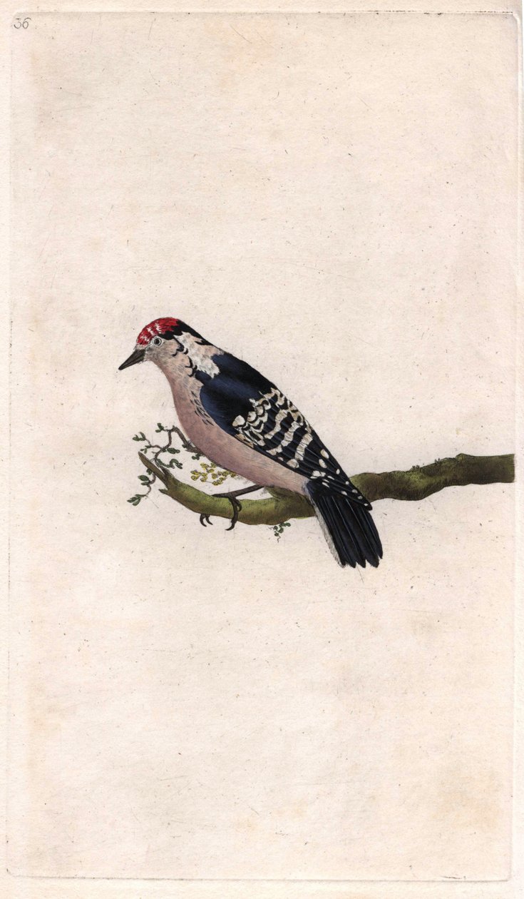 Specht, Dendrocopos minor door Edward Donovan