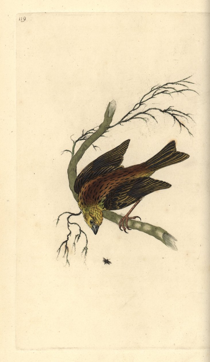 Geelgors, Emberiza citrinella door Edward Donovan