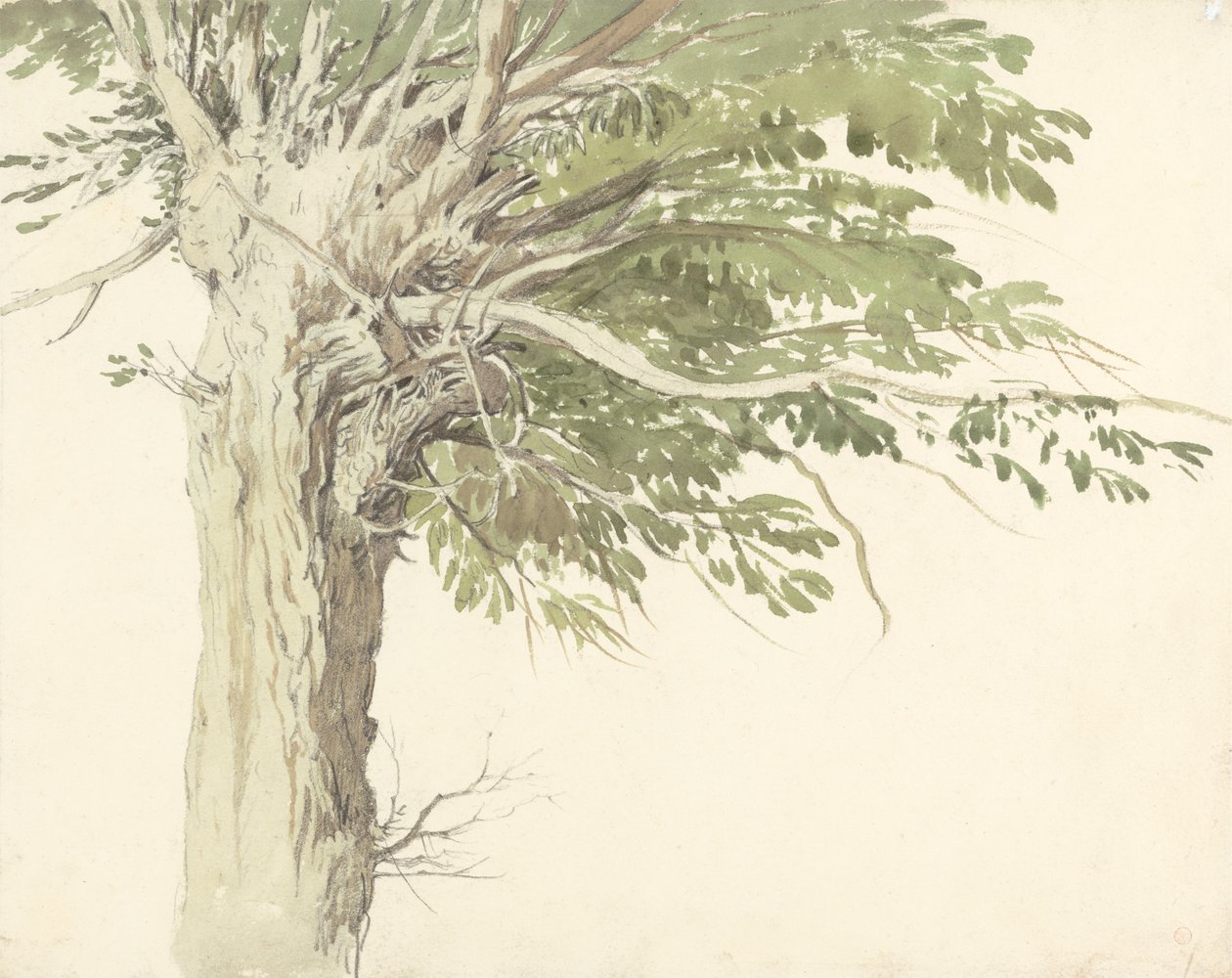 Studie van een geknotte boom - een wilg door Edward Duncan