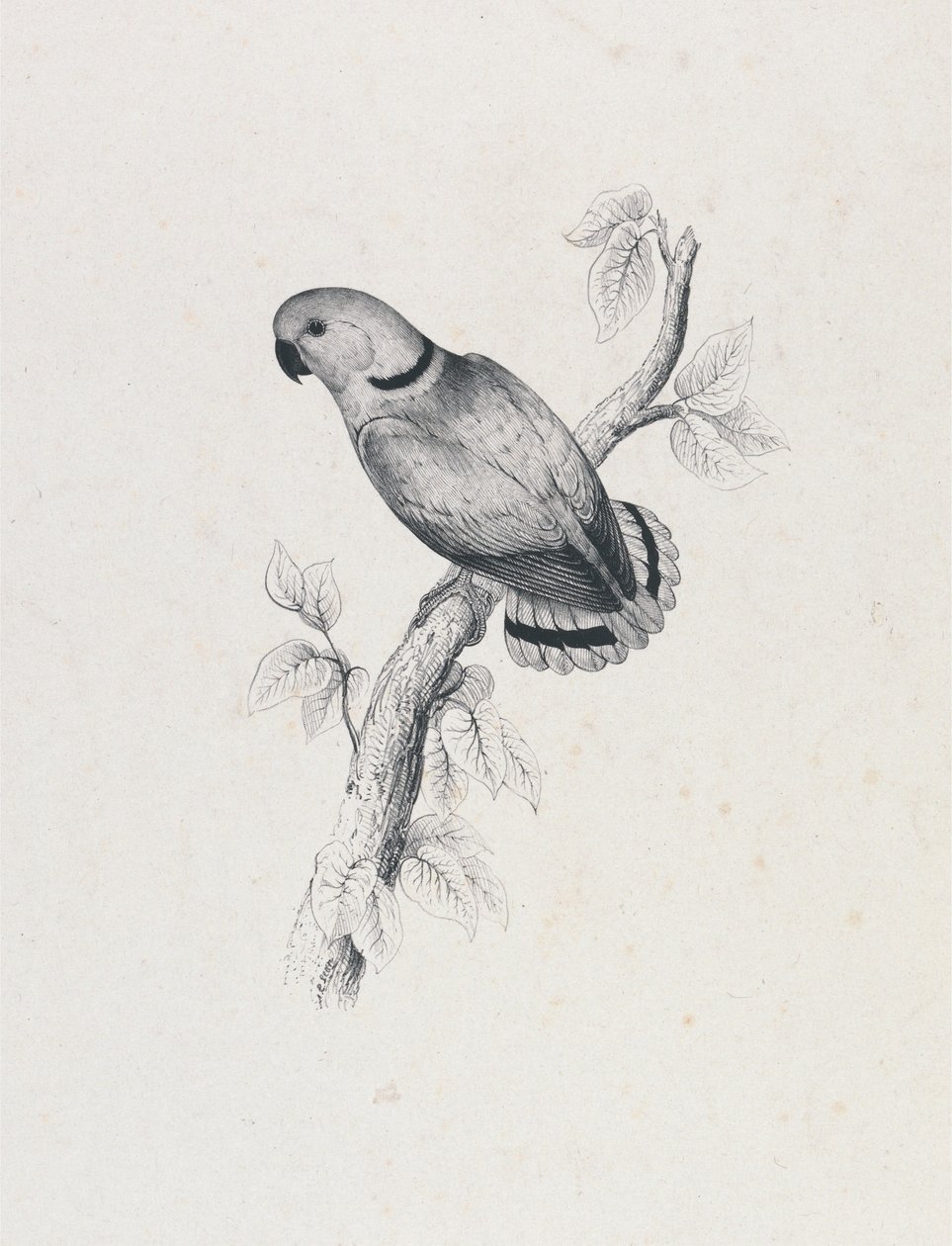 (Swinderns parkiet) (Plaat 42) door Edward Lear
