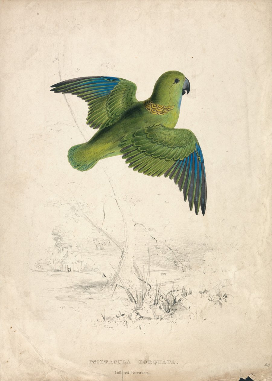 Halsbandparkiet (plaat 40) door Edward Lear