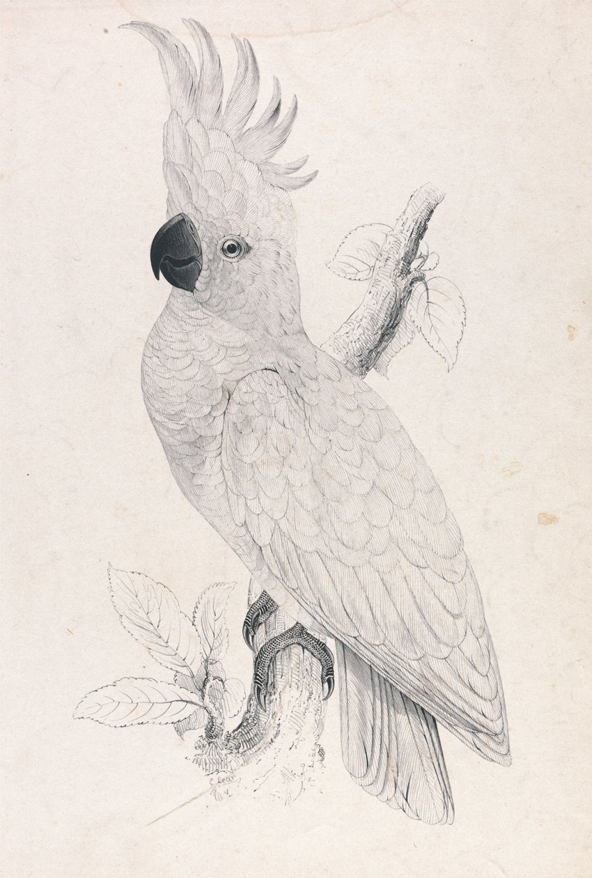 Kleine geelkuifkaketoe (plaat 4) door Edward Lear