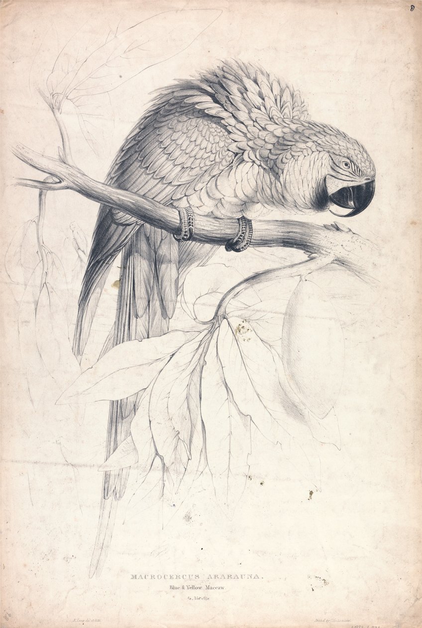 Macrocerus Ararauna / Blauw-gele ara / 2/3 van de werkelijke grootte (plaat 8) door Edward Lear
