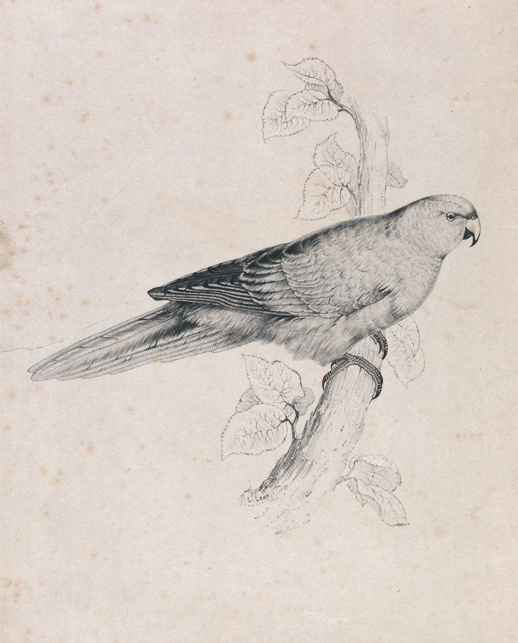 Pacifische parkiet (plaat 26) door Edward Lear
