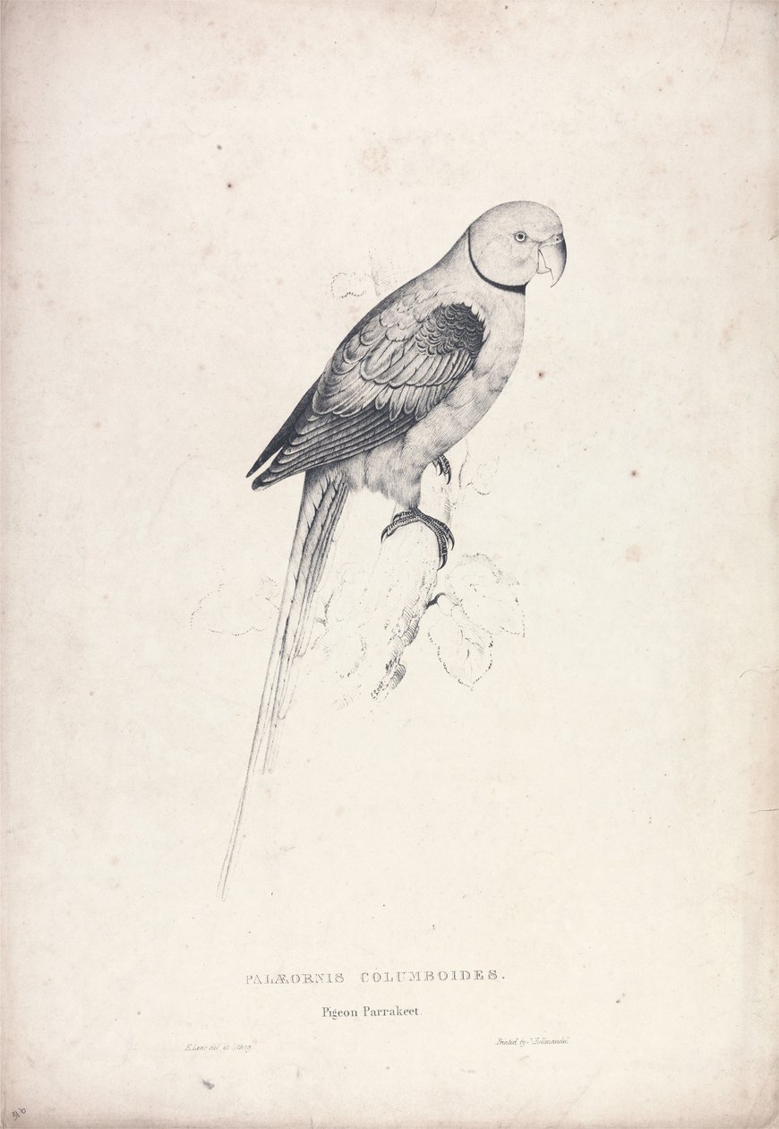Palaeornia Columbiodes / Duifpapegaai (plaat 31) door Edward Lear