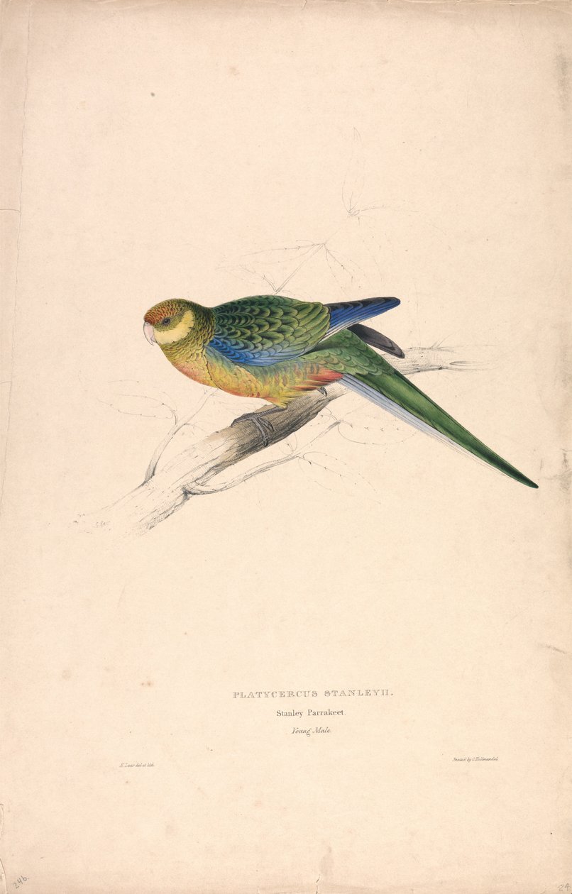 Platycercus Stanley II / Stanley-parkiet (jong mannetje) (plaat 24) door Edward Lear