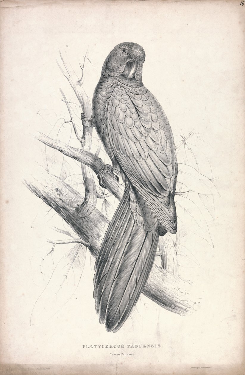Platycereus Tabuensis / Tabuan-parakeet (Plaat 16) door Edward Lear