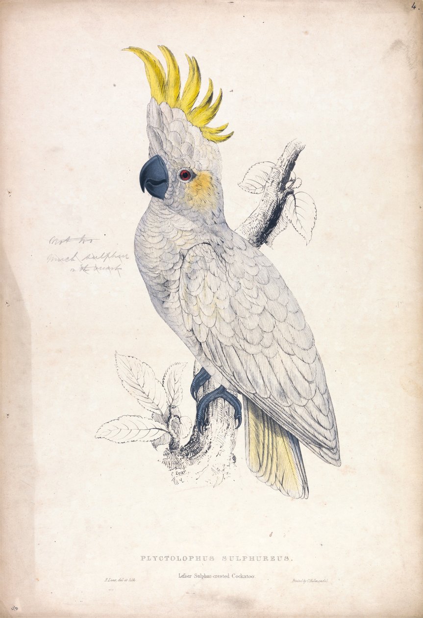 Plyctolophus sulphureus / Kleine geelkuifkaketoe (plaat 4) door Edward Lear