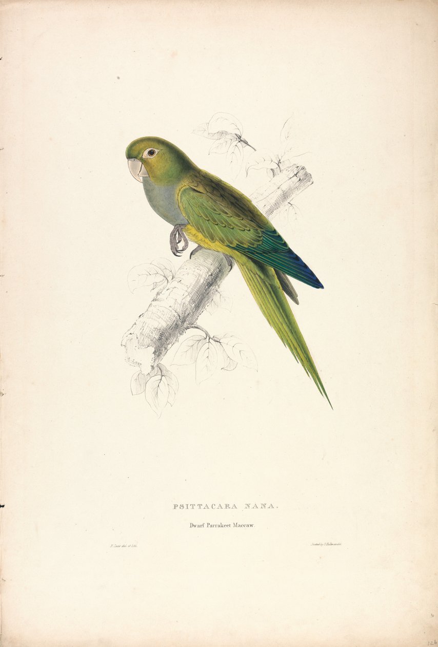 Psittacara Naria / Dwergpapegaai (Plaat 12) door Edward Lear