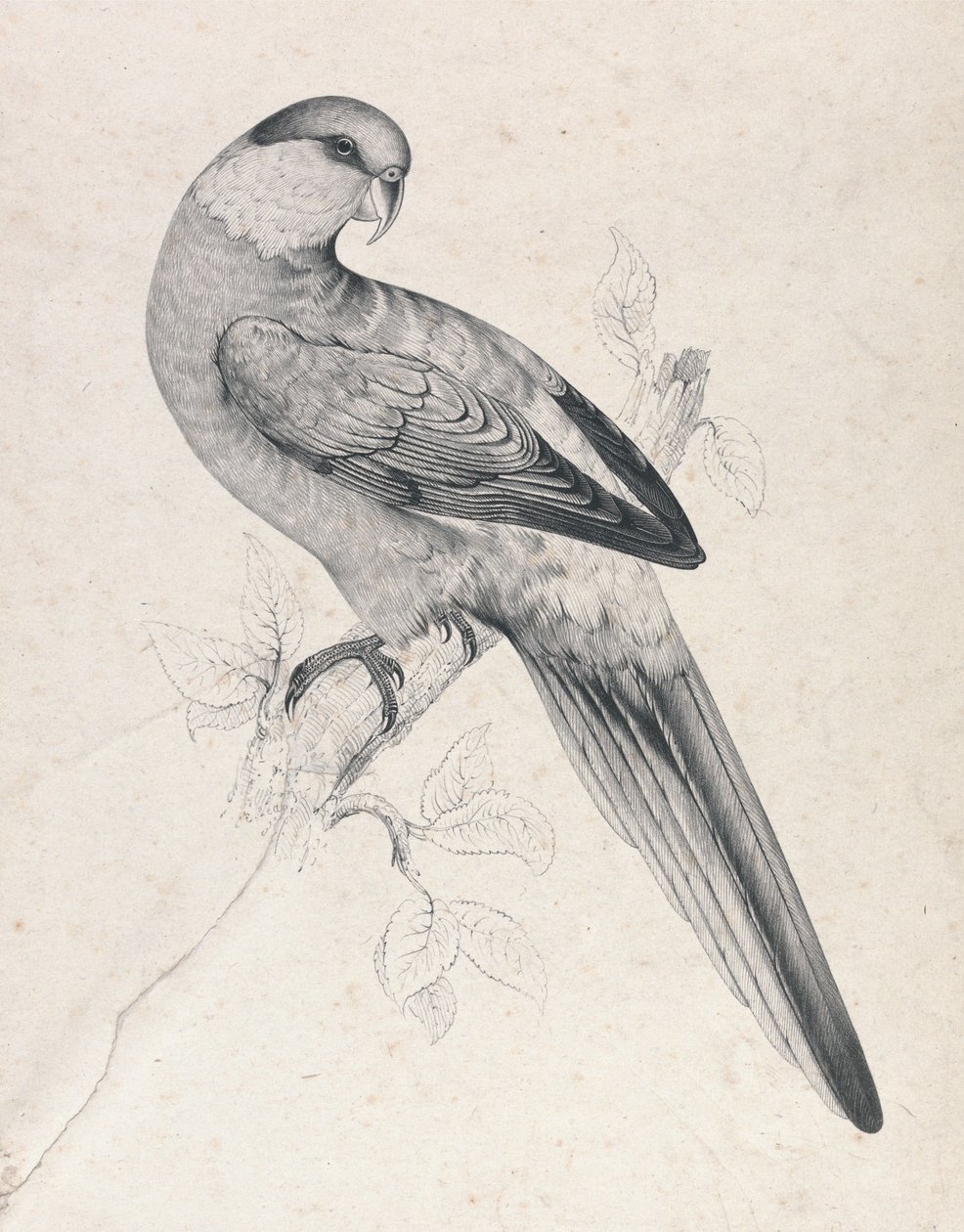 Roodkap-parkiet, mannetje (plaat 21) door Edward Lear