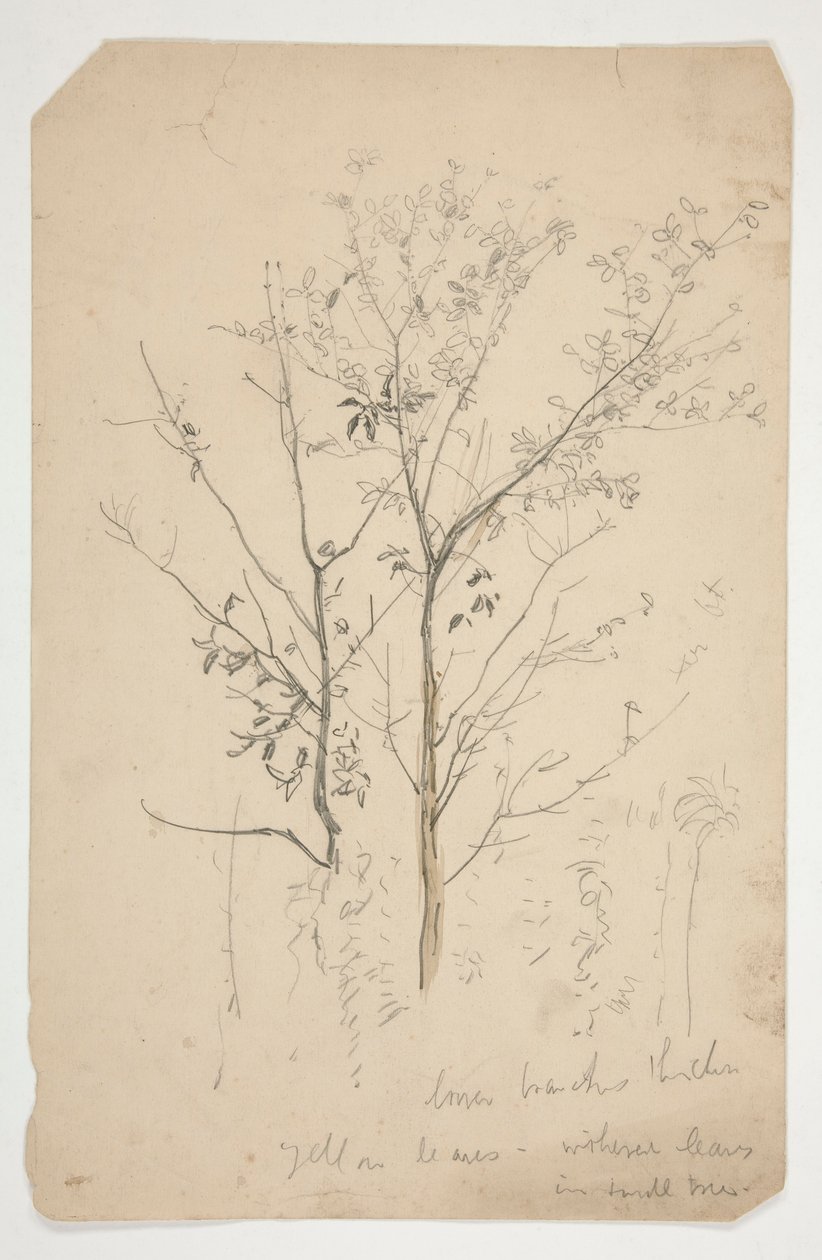 Schets van twee bomen door Edwin Austin Abbey