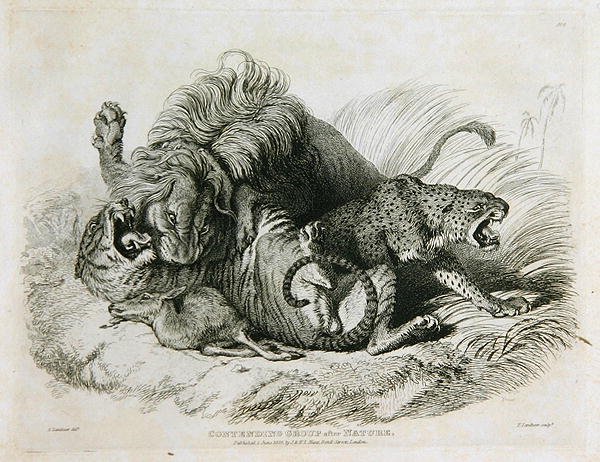 Strijdende Groep naar de Natuur, plaat 6 uit Twintig Gravures van Leeuwen, Tijgers, Panters & Luipaarden... gegraveerd door Thomas Landseer (1795-1880) 1823 door Edwin after Landseer