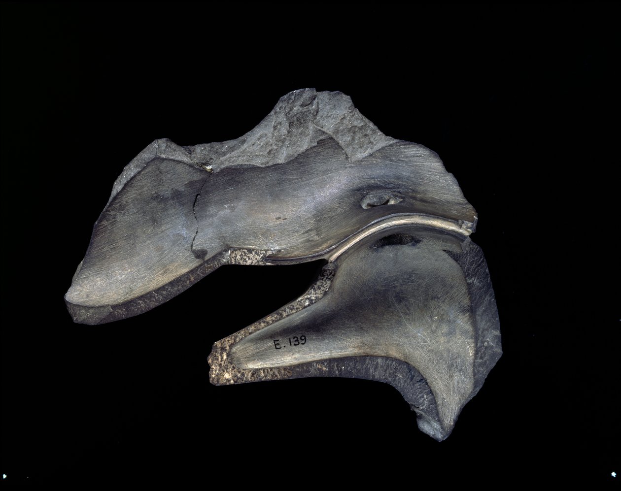 Keerzijde van een fragment van een gesneden schaal met eendmotieven, Vroeg-Dynastieke Periode door Egyptian