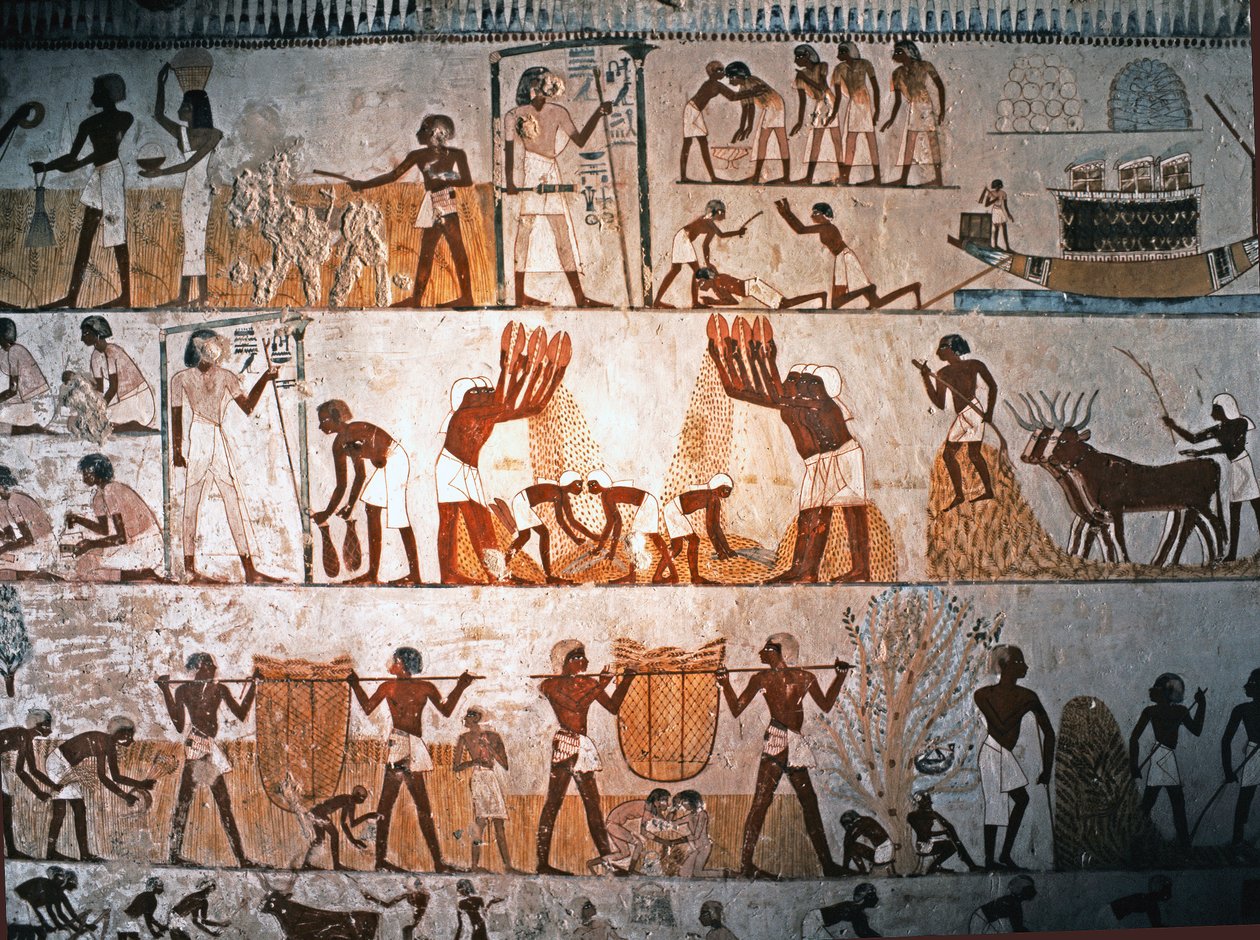 EGYPTIKAANSE KUNST: Oogstscène. Muurschildering in het graf van Menna in Elwe..., ca. 1400 voor Christus (kalksteen) door Egyptian 18th Dynasty