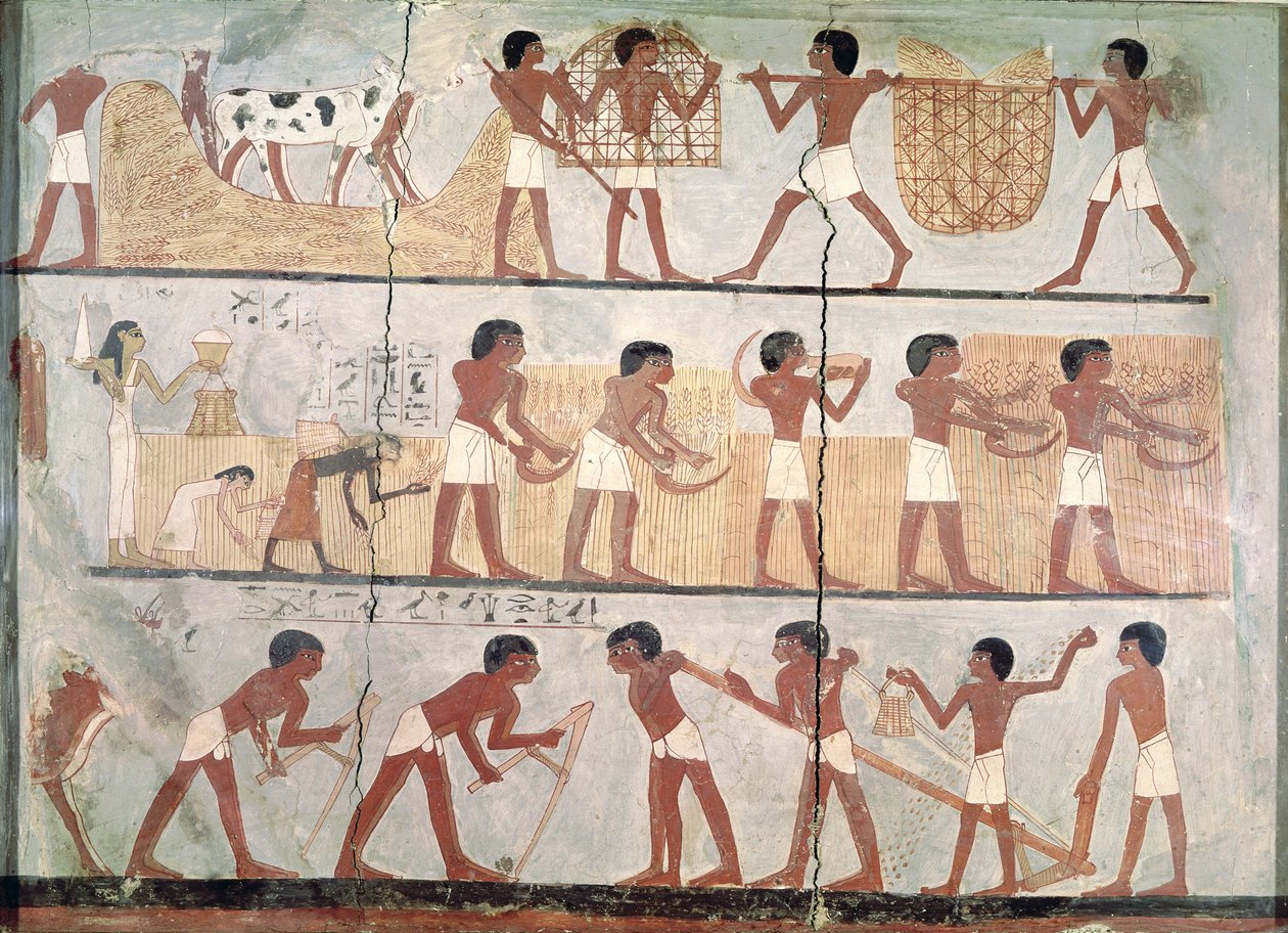 Scènes van zaaien en oogsten, uit het graf van Unsou, Oost-Thebe, Nieuwe Koninkrijk (c.1555-1080 v.Chr.) door Egyptian 18th Dynasty